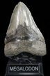 Serrated, Fossil Megalodon Tooth - Massive Tooth! #72752-2